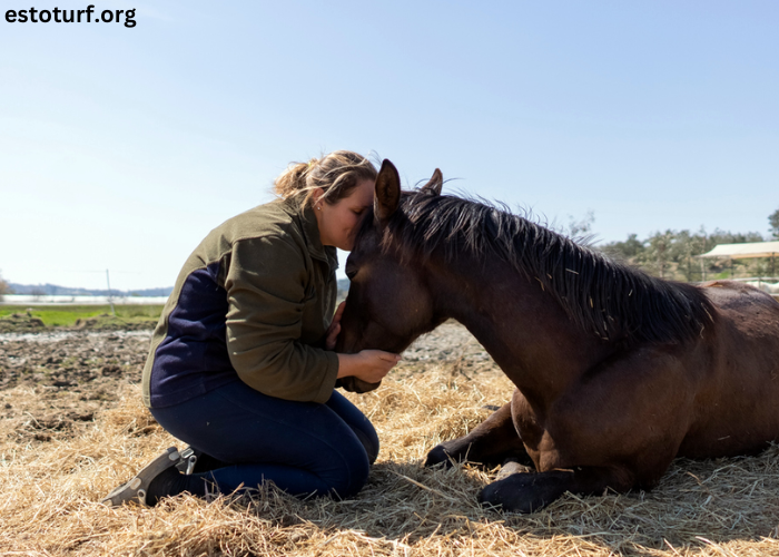 Elimination Des Chevaux