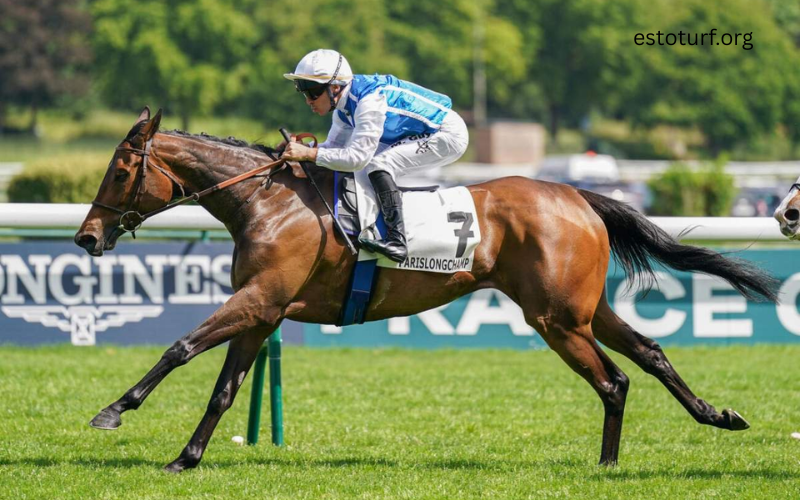 Pronostic en or Gratuite