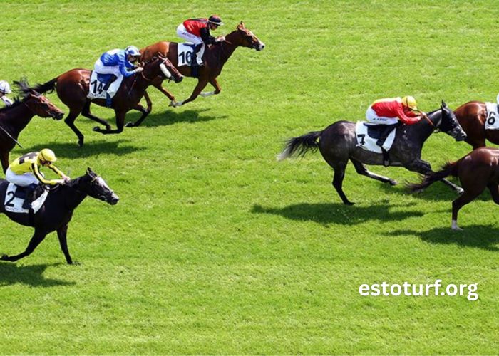 Formule Sur Turf (2)