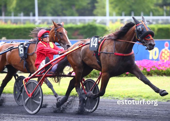 Jephte Turf Accueil (2)