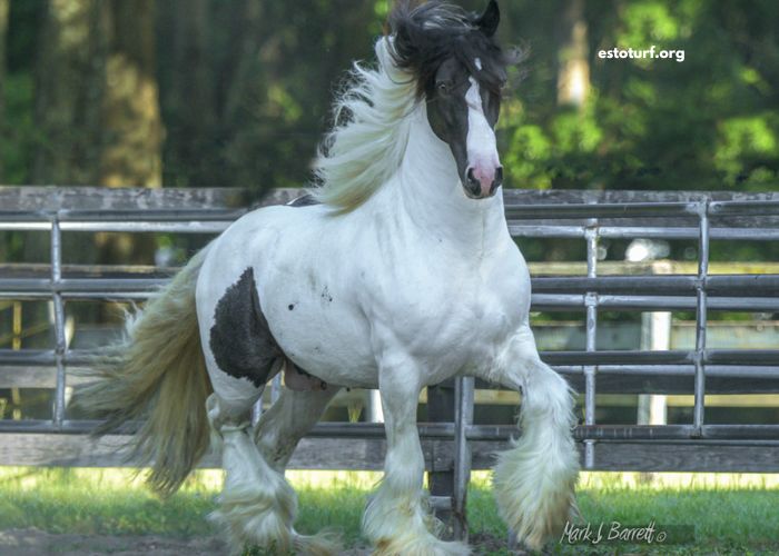 Dezcourse Couplé Incontournable (2)