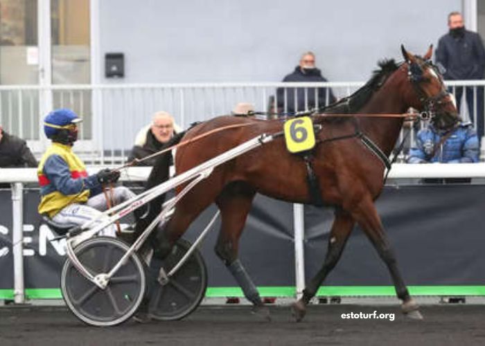 Observateur Du Turf Vip