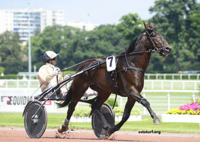 Paris-Promise Turf