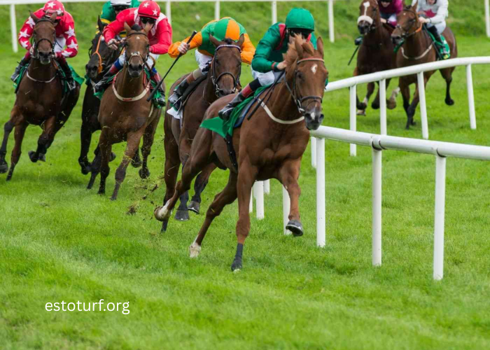 Turf Racing Beginner Essentials