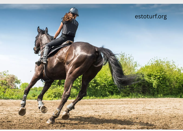 Rainwater Harvesting for Horse Turf Irrigation