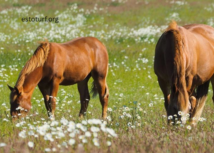 The Benefits of Regenerative Grazing for Horse Farms